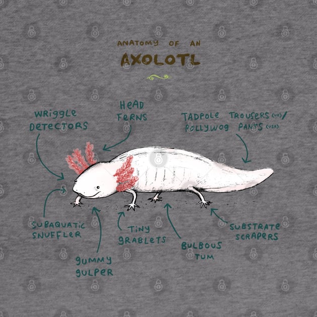 Anatomy of an Axolotl by Sophie Corrigan